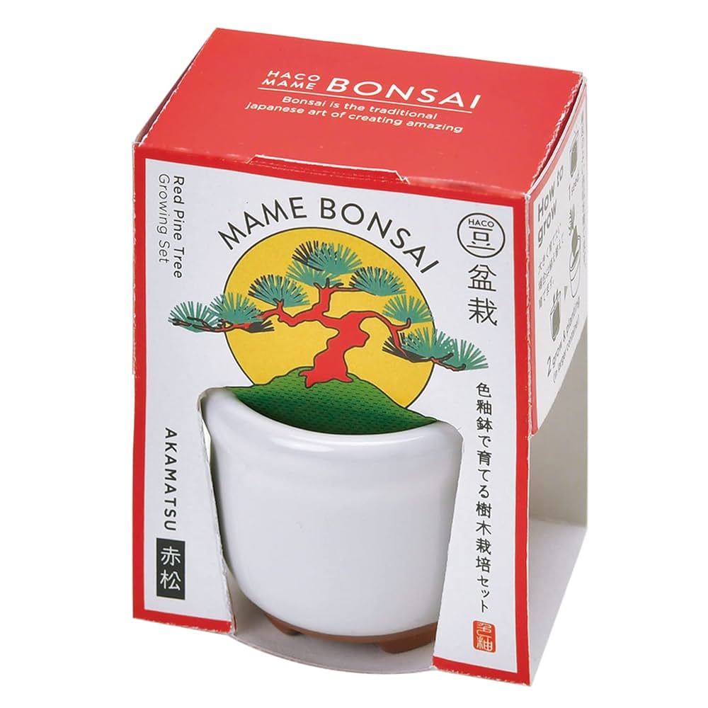 ⭐　アート盆栽　2個セット 十月桜 生子信楽鉢の盆栽を販売｜盆栽妙 – 盆栽妙 本店